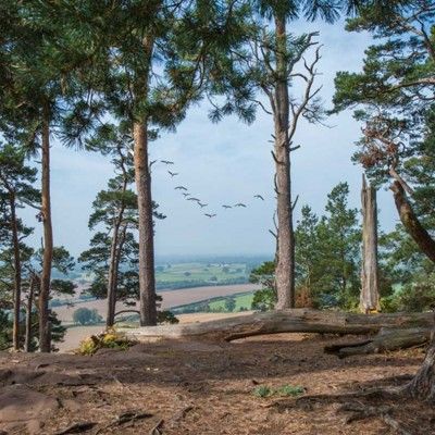 Viewpoint